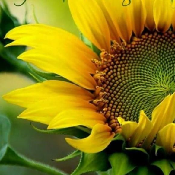 Meet your Posher, Wanda - Picture 1 of 1